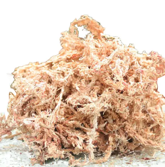 Wholesale Potted Flowers Succulent Long Fiber Sphagnum Moss New Zealand Natural Dry Sphagnum Moss Peat Moss for Plants